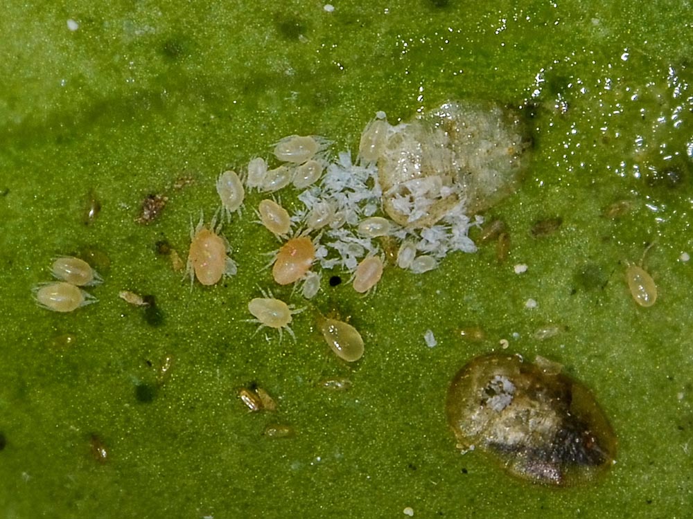 Aleyrodidae?